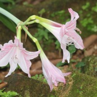 Hippeastrum reticulatum (L'Hér.) Herb.